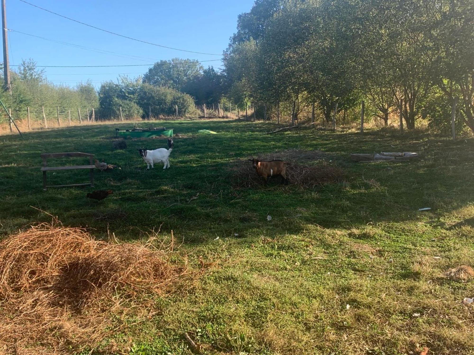 Logement Independant Le Poulailler Proche Guedelon Treigny Exteriör bild